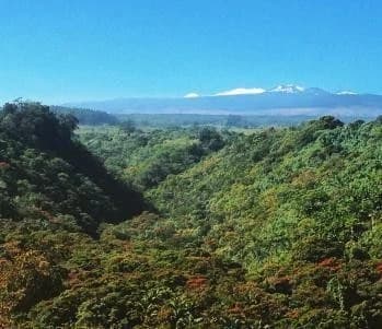 热带森林景观
